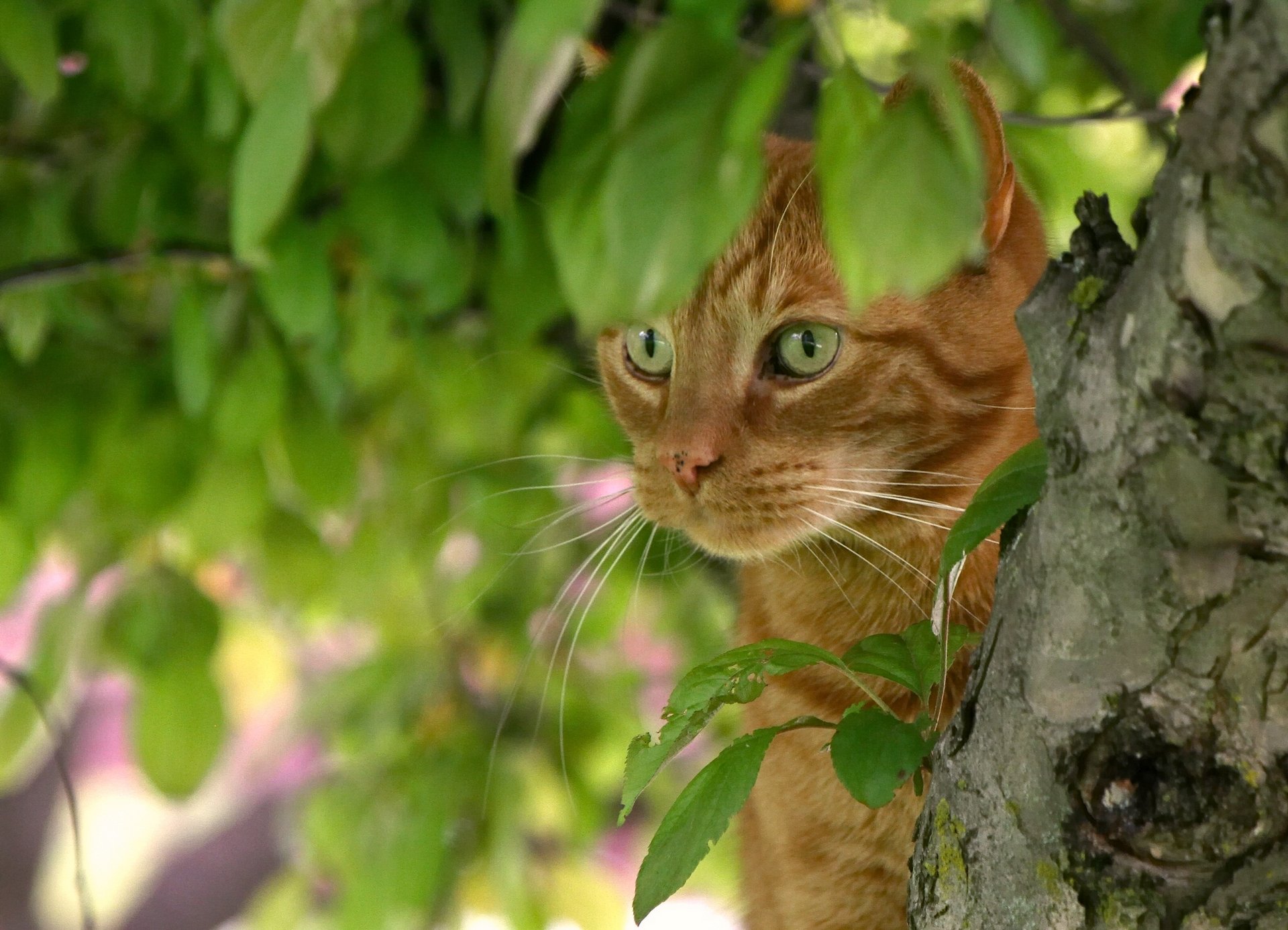 chat roux museau arbre feuilles