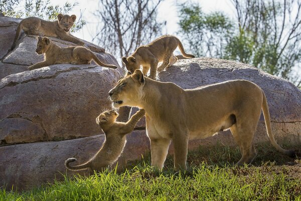 Lionceaux à côté de sa mère
