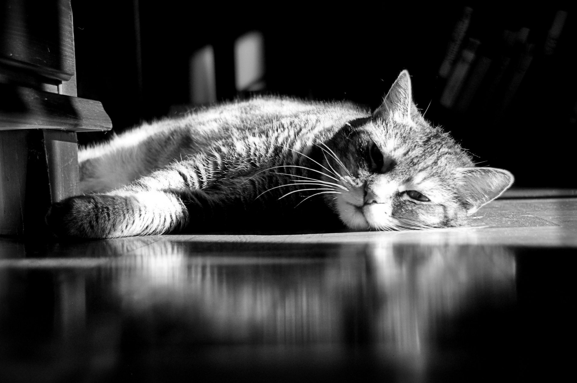chat chat rayé se trouve se repose