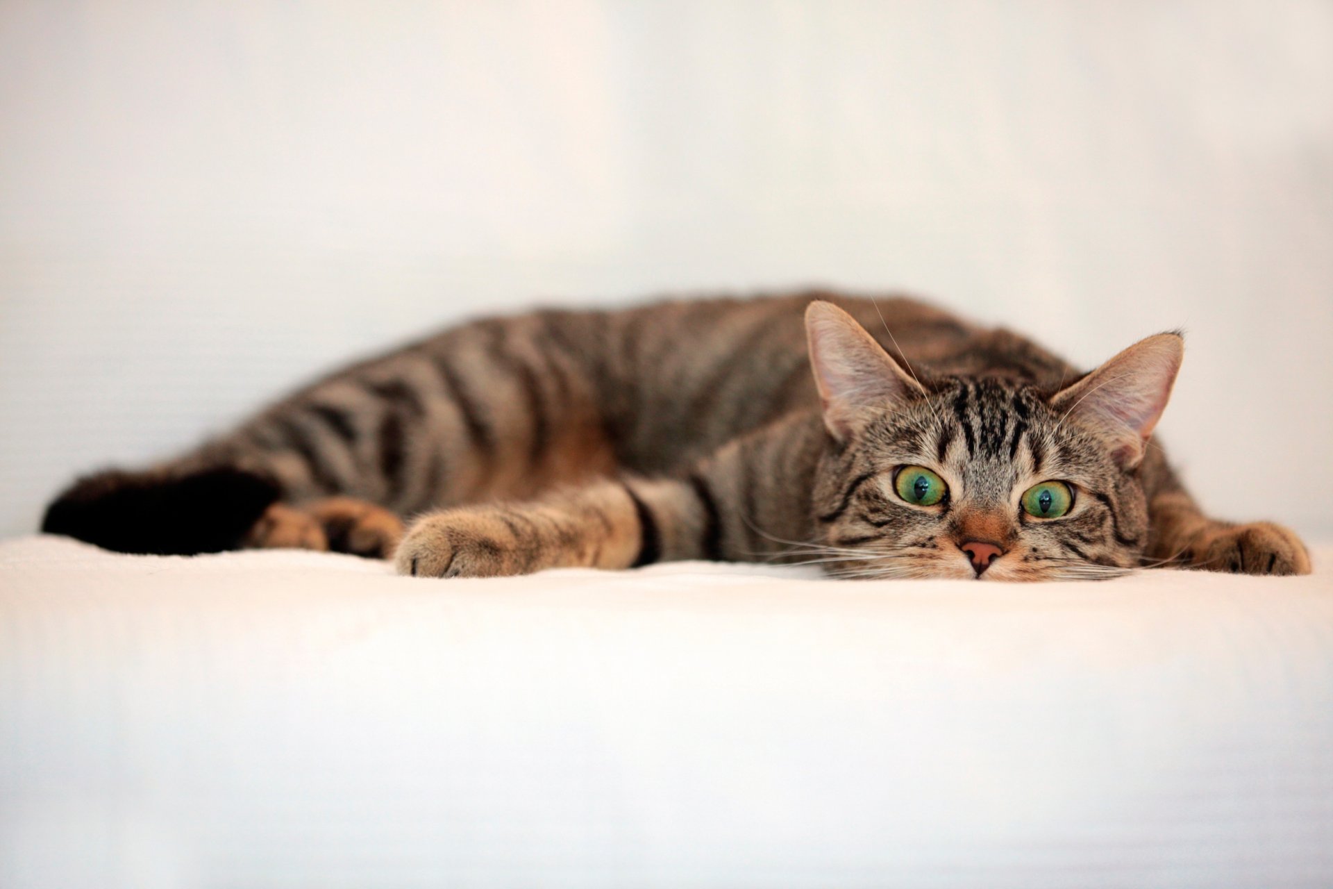 chat rayé regard
