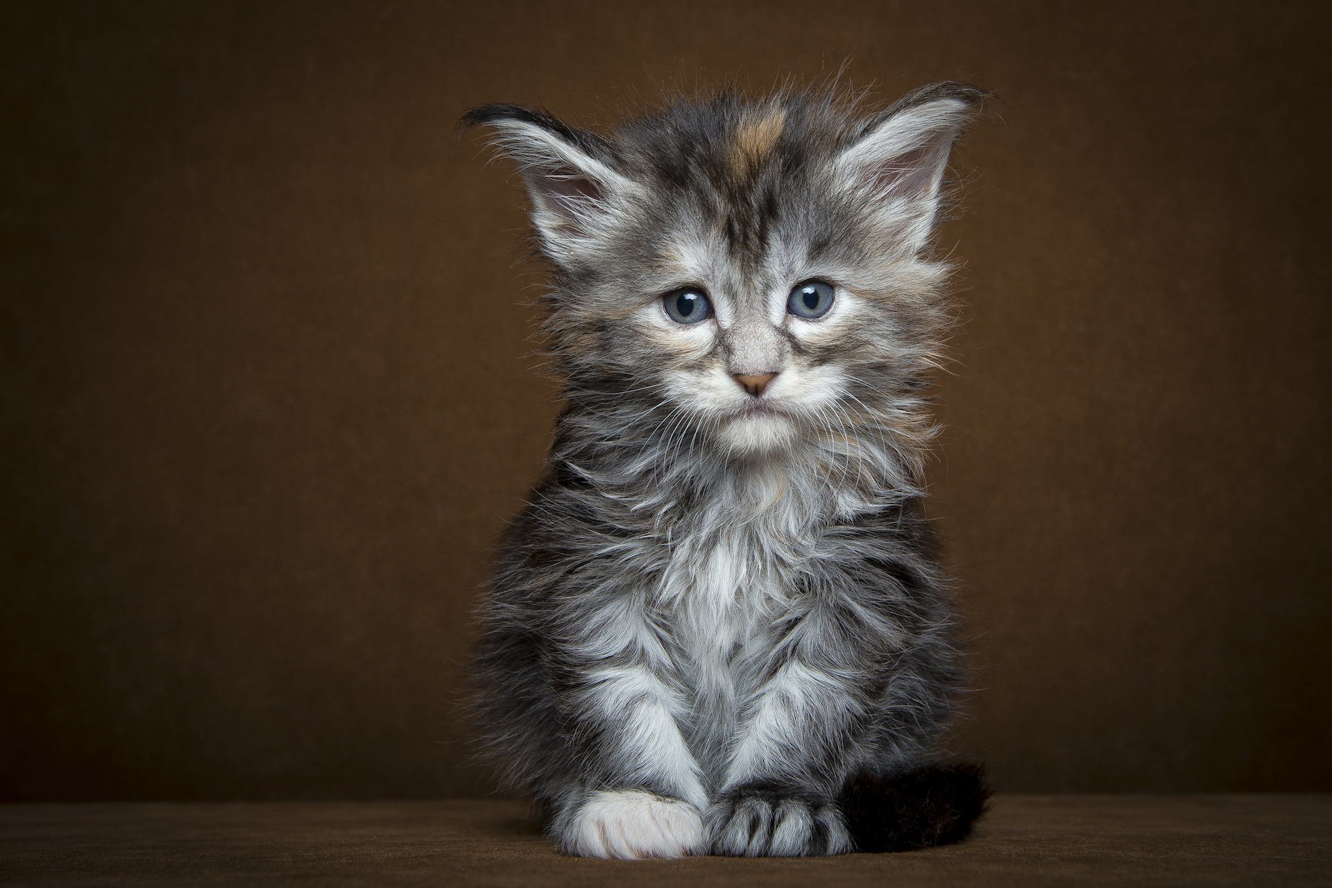 museau regard