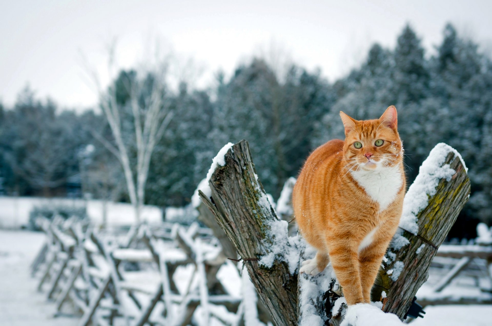 chat rouge chat clôture neige hiver arbres nature