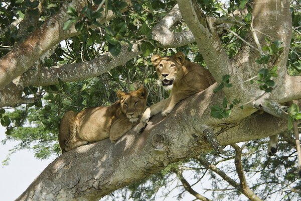 Couple de lionnes se trouvent sur un arbre