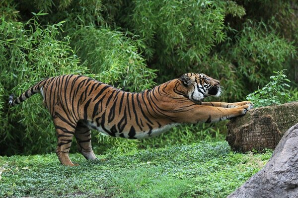 Tigre dans la clairière faisant un échauffement