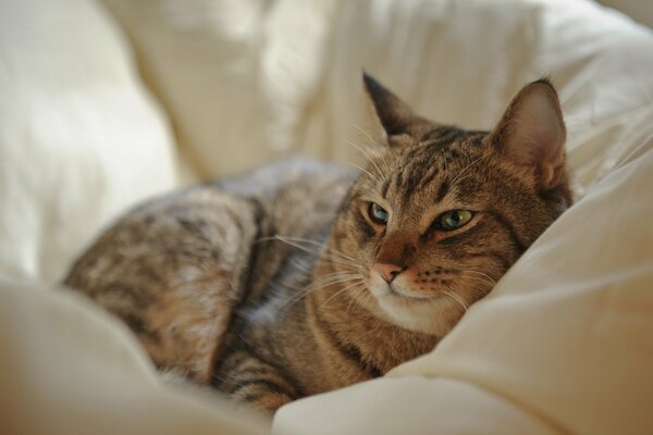Beau chat au repos dans son lit