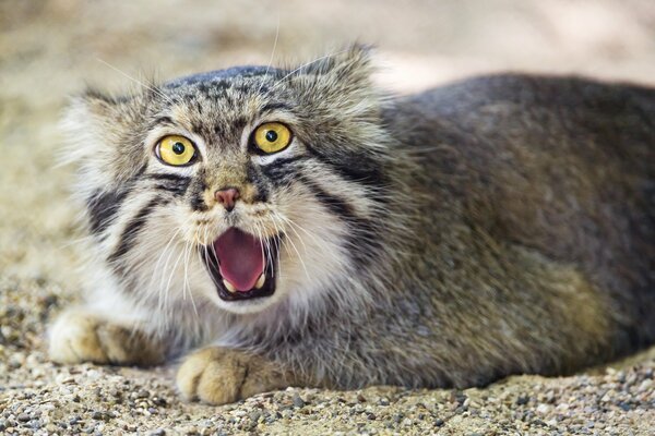 Grésillement chat prédateur manul