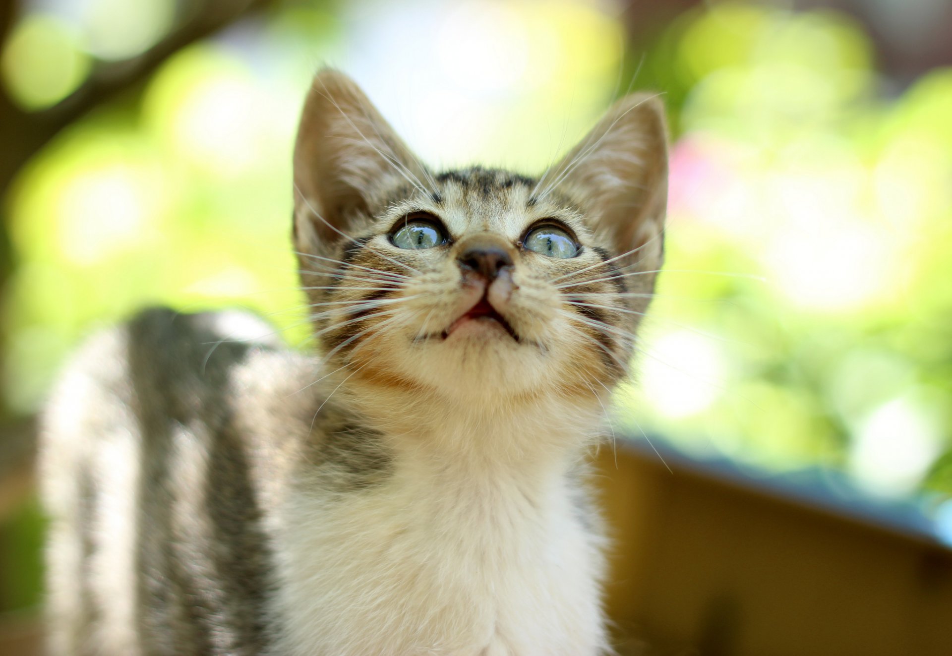 chaton rayé look éblouissement fond