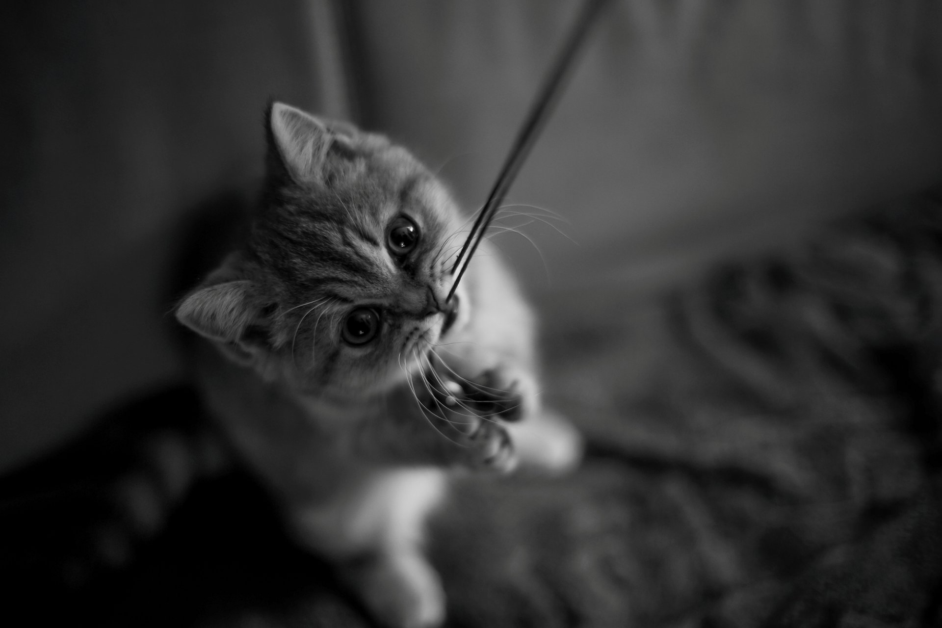chaton chat chat fil pattes moustache museau regard noir et blanc