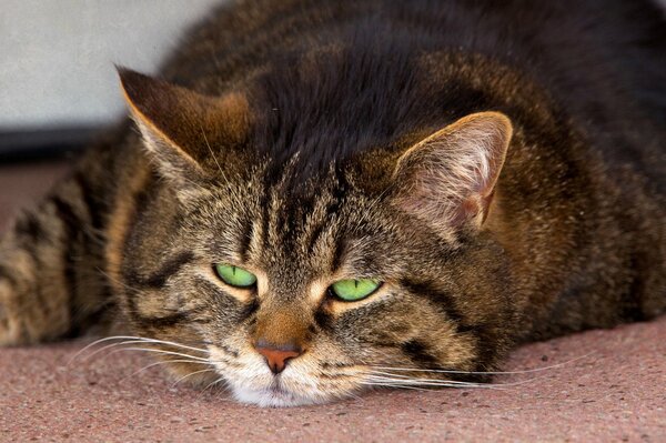 Chat endormi rayé moustachu avec des yeux d émeraude