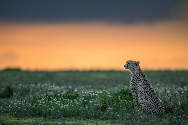 Guépard dans la nature, prédateur dans l herbe, guépard gracieux