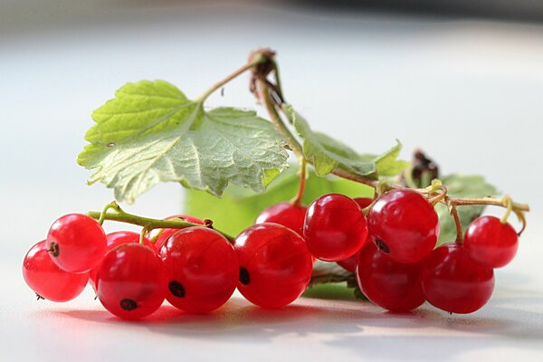 Un trésor de propriétés utiles de groseilles rouges