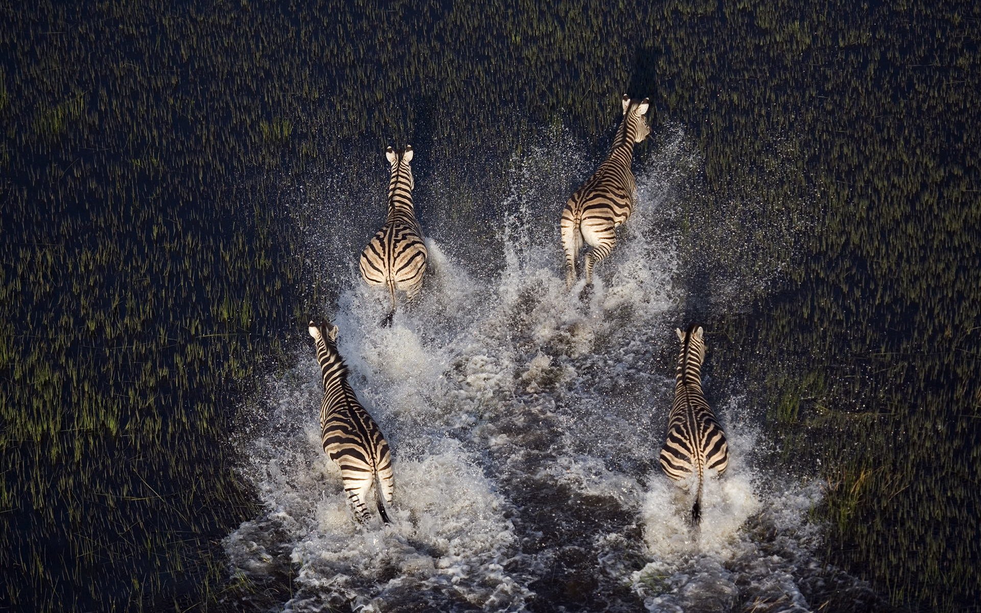 animaux zèbres marais plantes eau nature