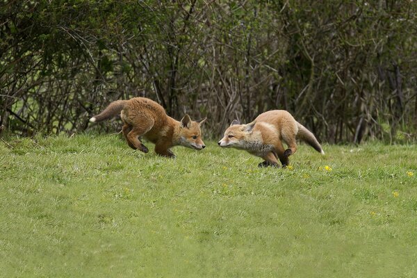 Deux petits renards jouent les uns avec les autres