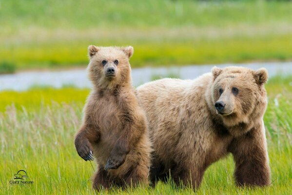 Ourse avec un petit ourson dans la Prairie