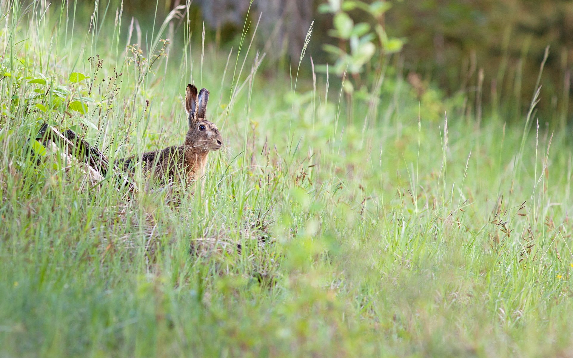lièvre nature été