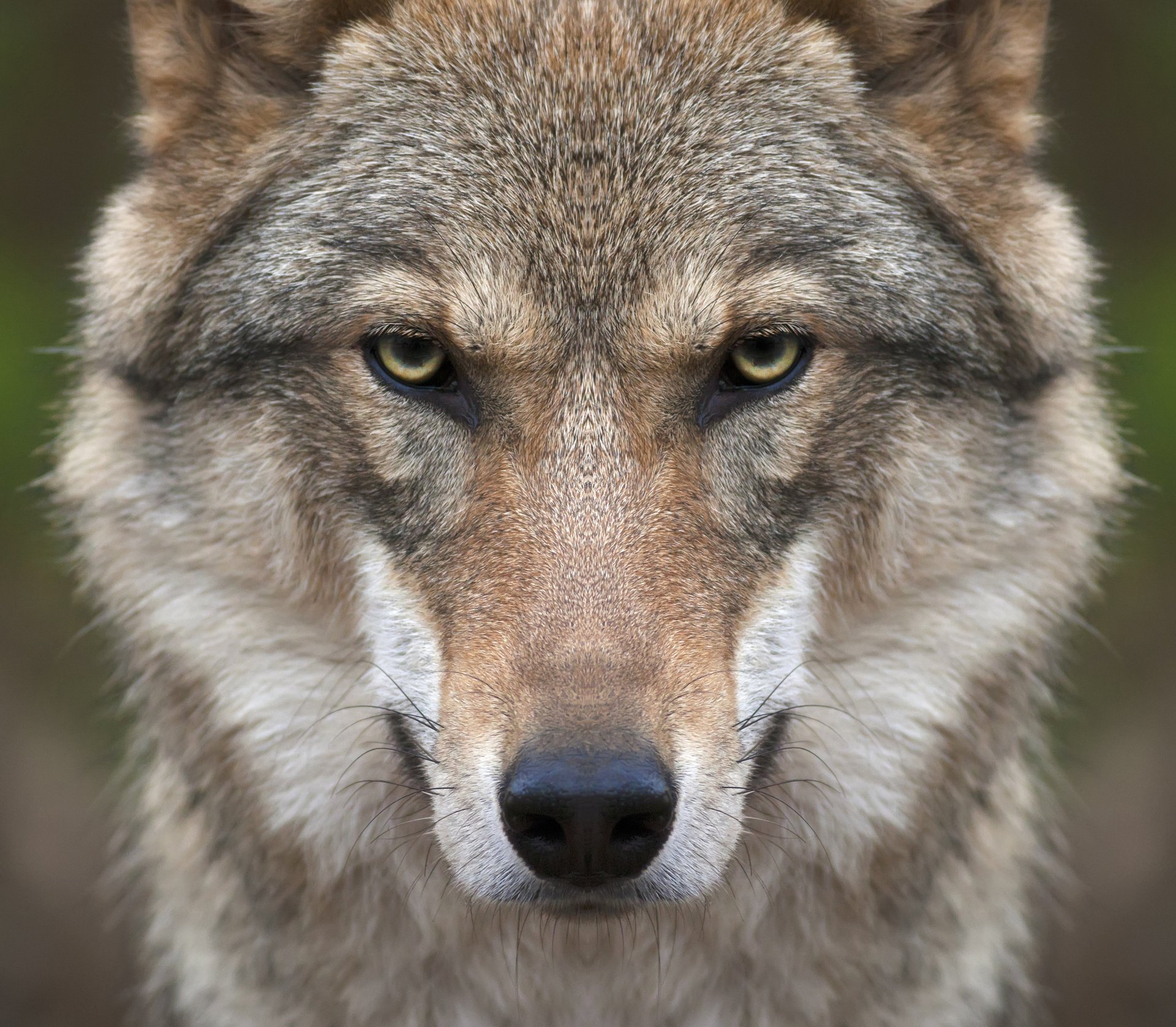 loup museau regard prédateur