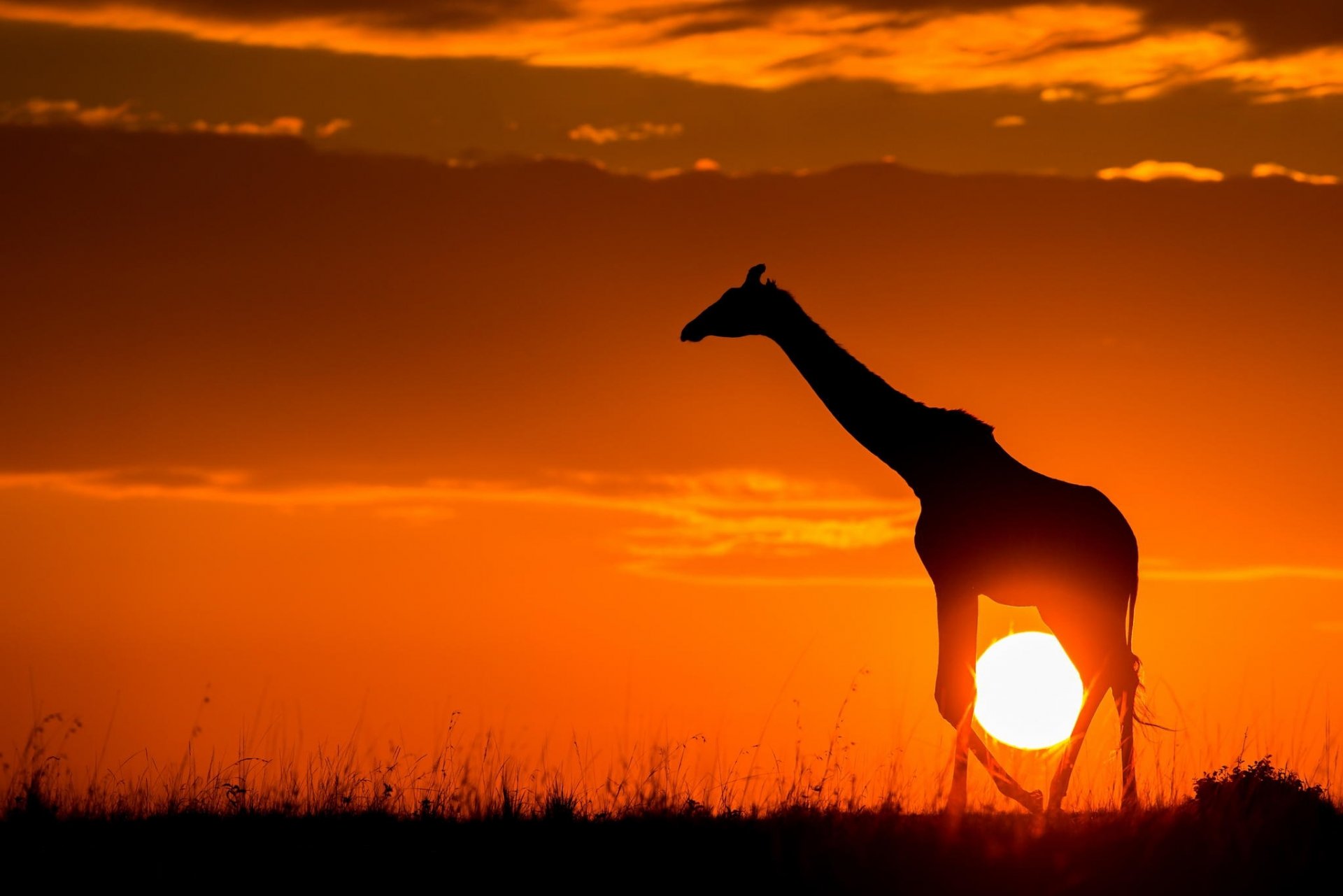 girafe coucher de soleil savane soleil nature afrique