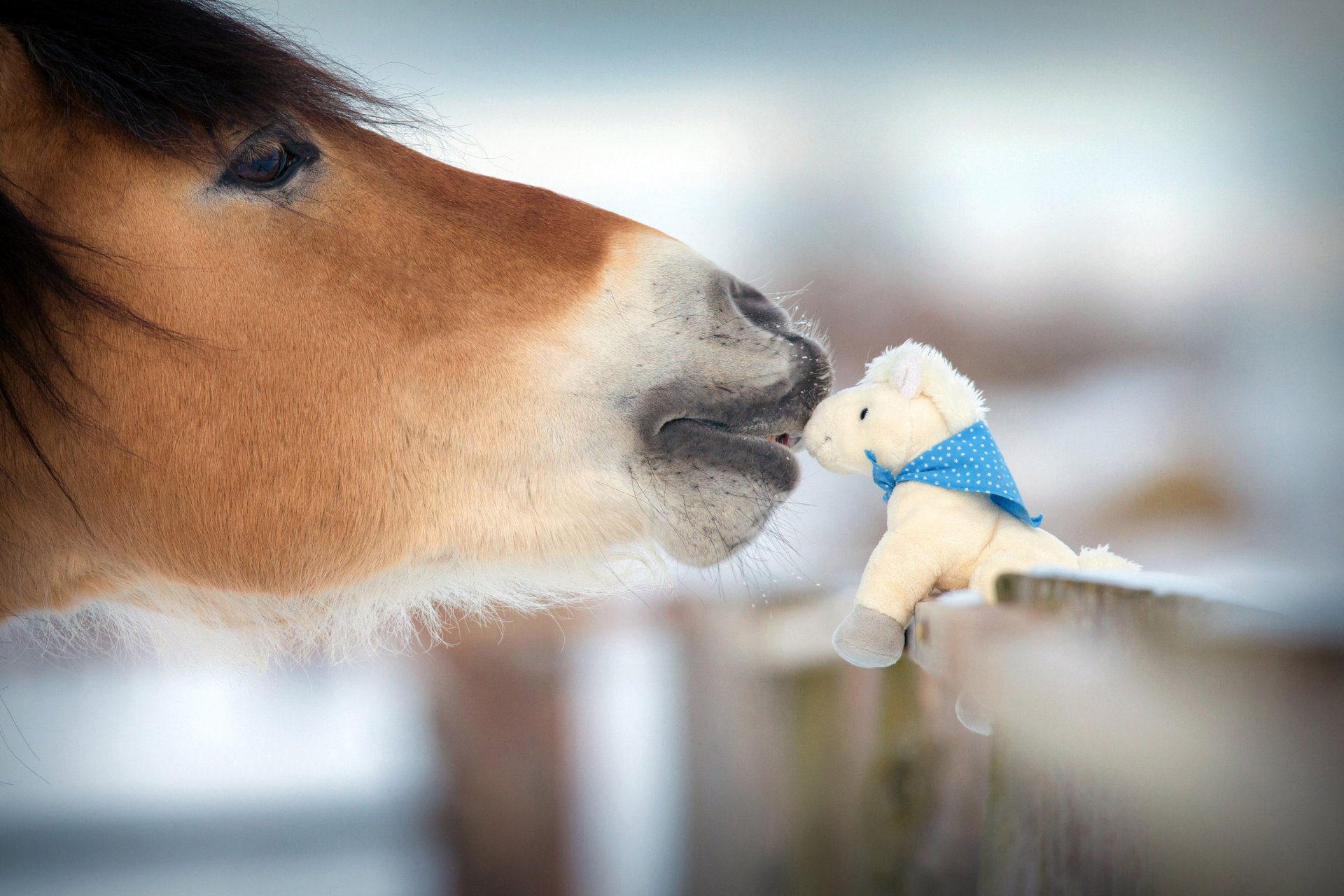 cheval nature animaux hiver familiarité tendresse gentillesse explorer figurine jouet cheval souvenir attaché clôture voyage ma planète flou bokeh fond d écran