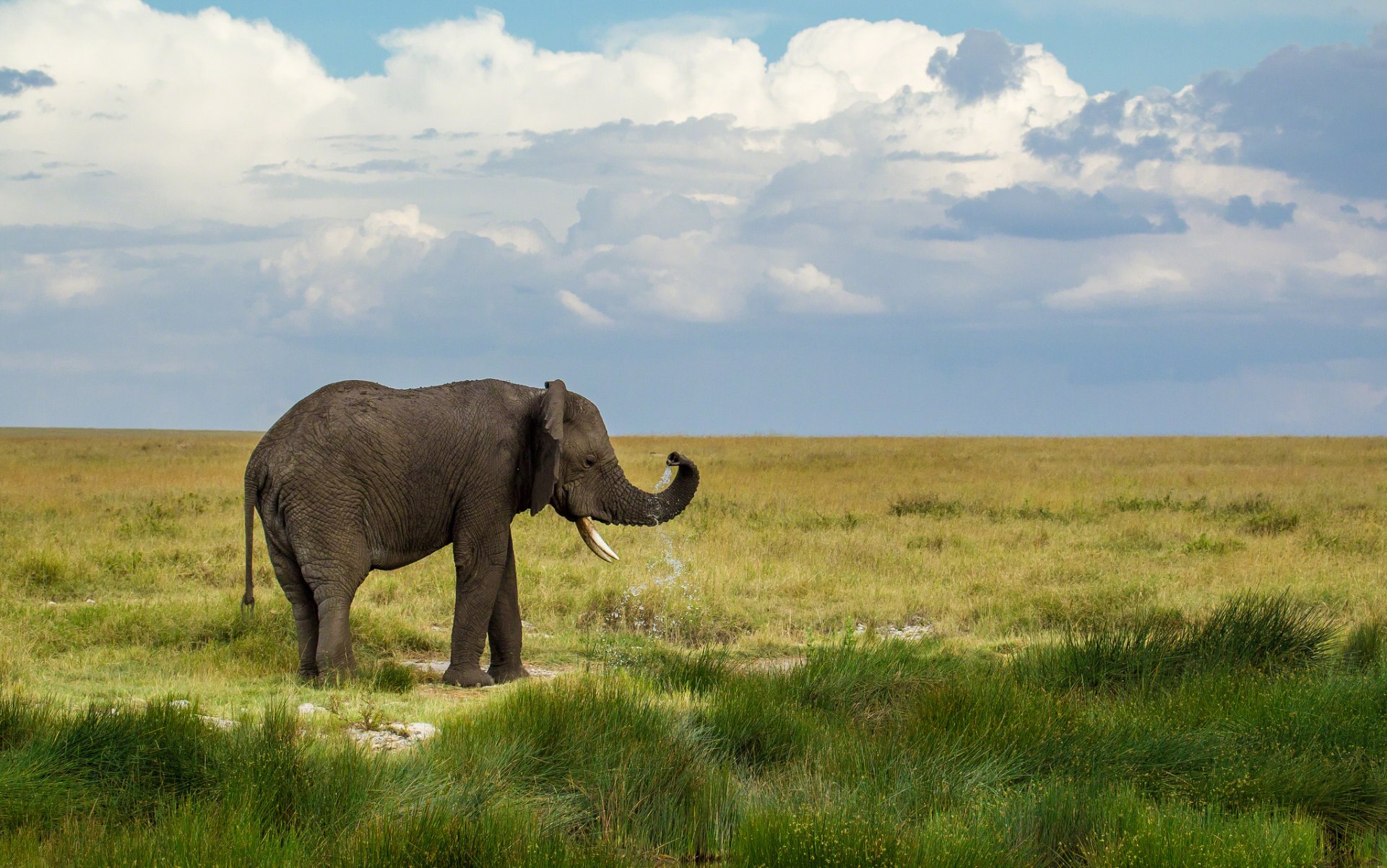 éléphant paysage nature ciel nuages verdure herbe eau gouttes éclaboussures