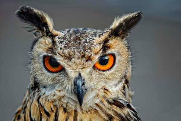 Le regard prédateur d un hibou au nez crochu