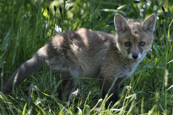 Petit renard dans l herbe