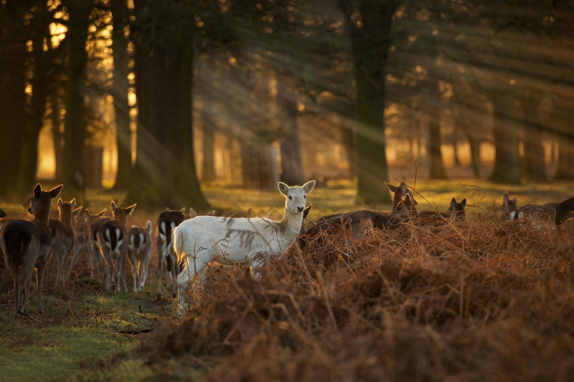 faun blanc cerf forêt