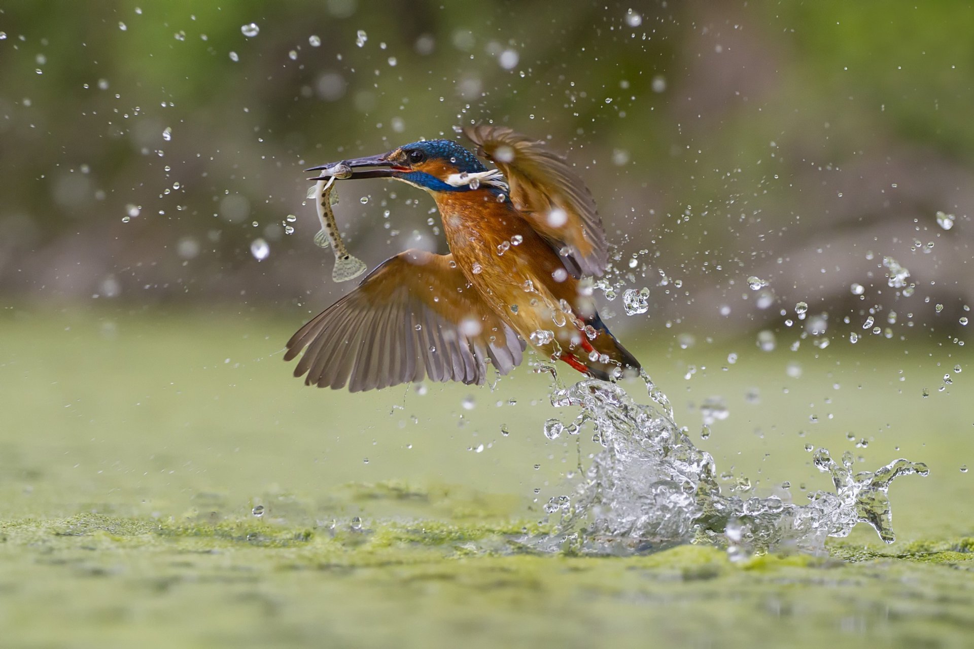 pêche verte martin-pêcheur splash