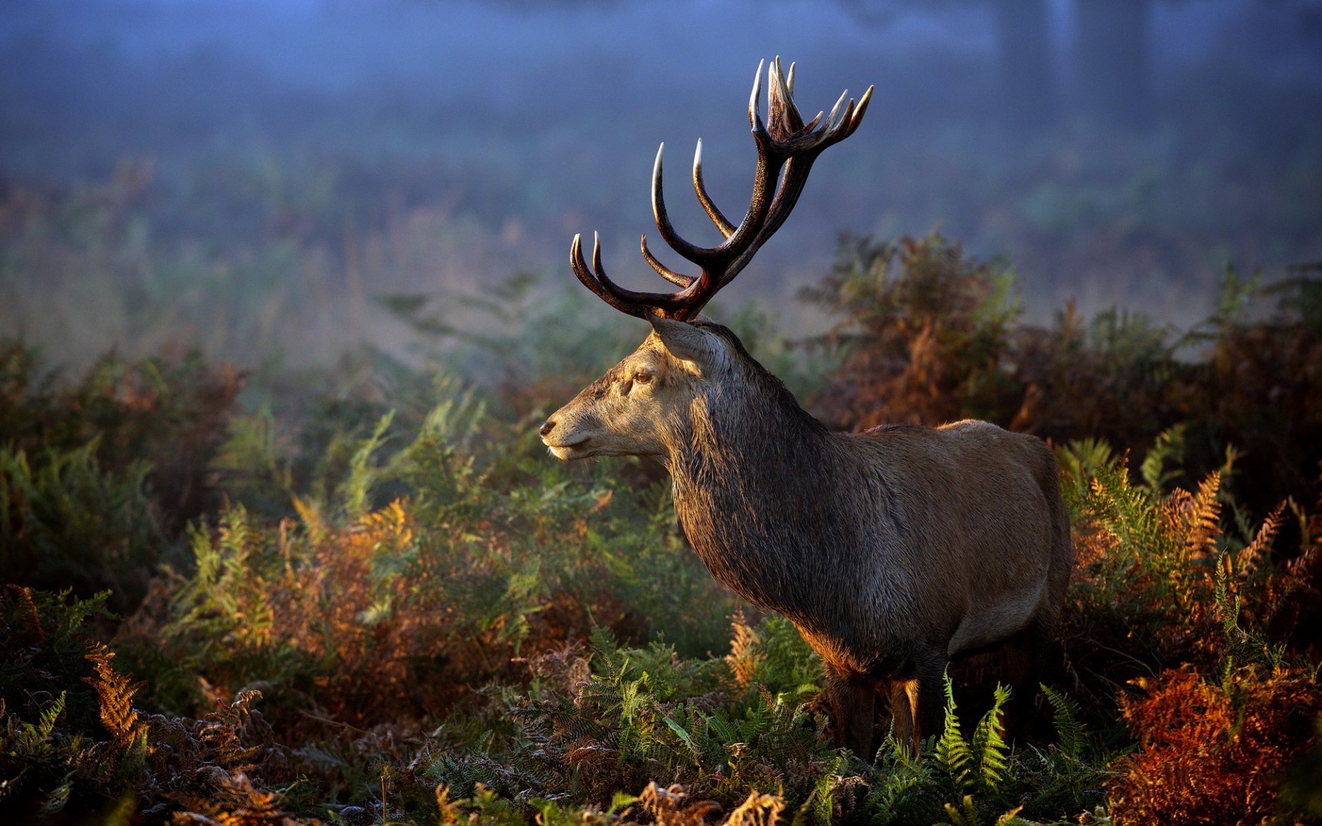 cerf nature herbe animal bois