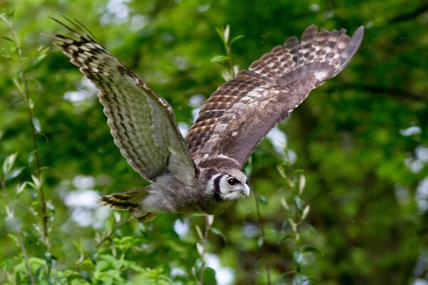 Vol d un hibou sur un fond d arbres verts