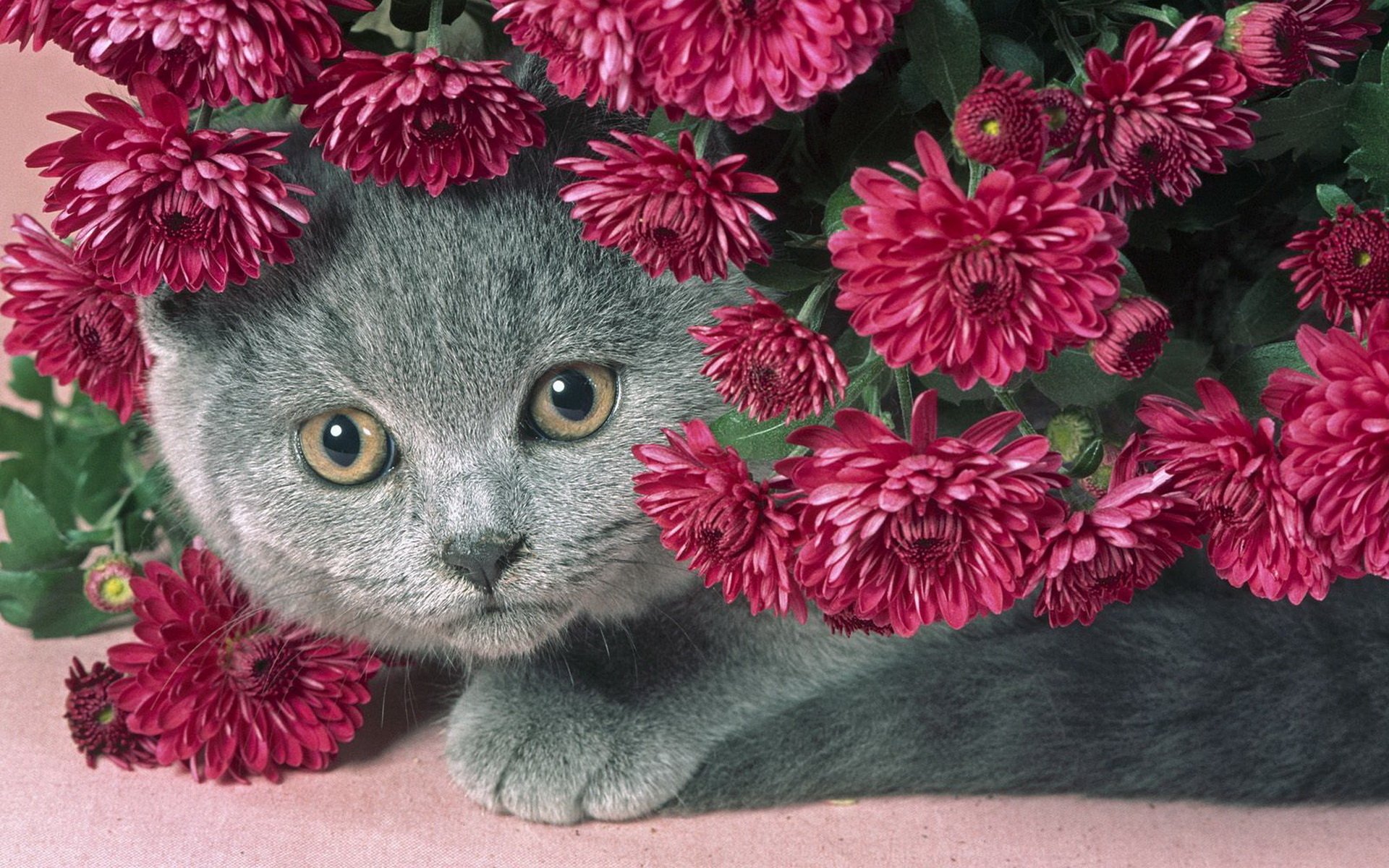 chat gris fleurs serein chat potelé beau
