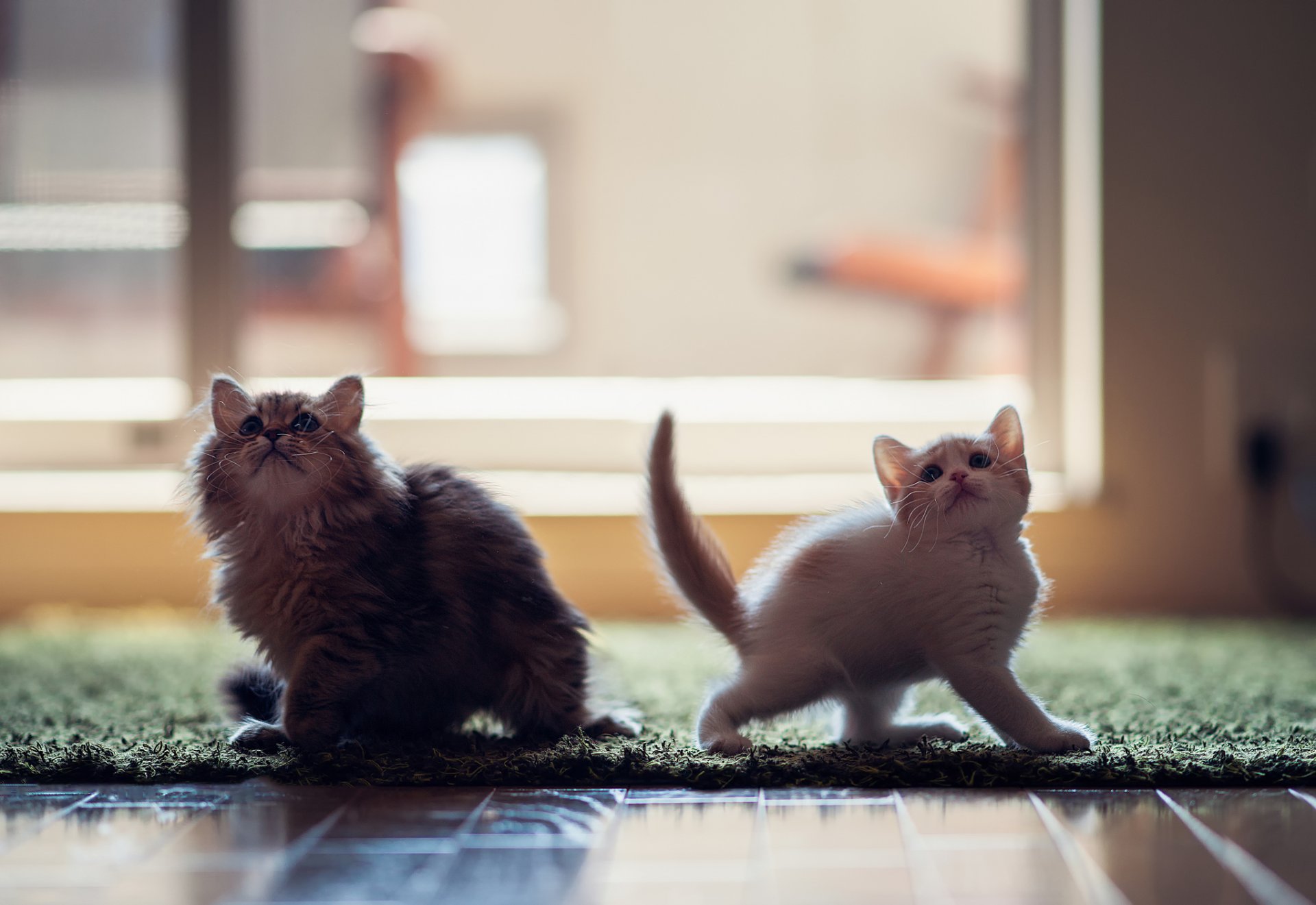 chatons hannah daisy © ben torode
