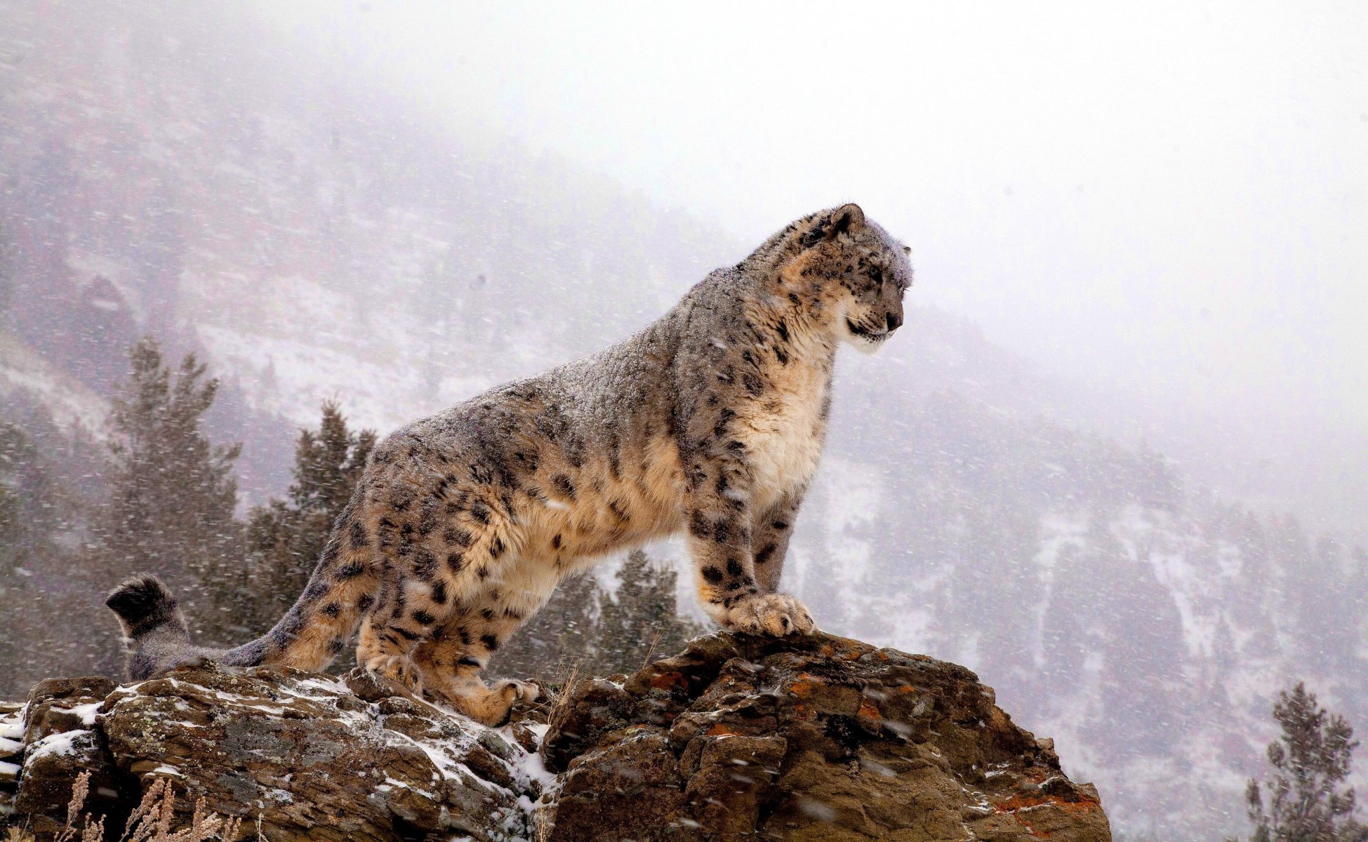 léopard des neiges irbis debout regarde rocher montagnes blizzard