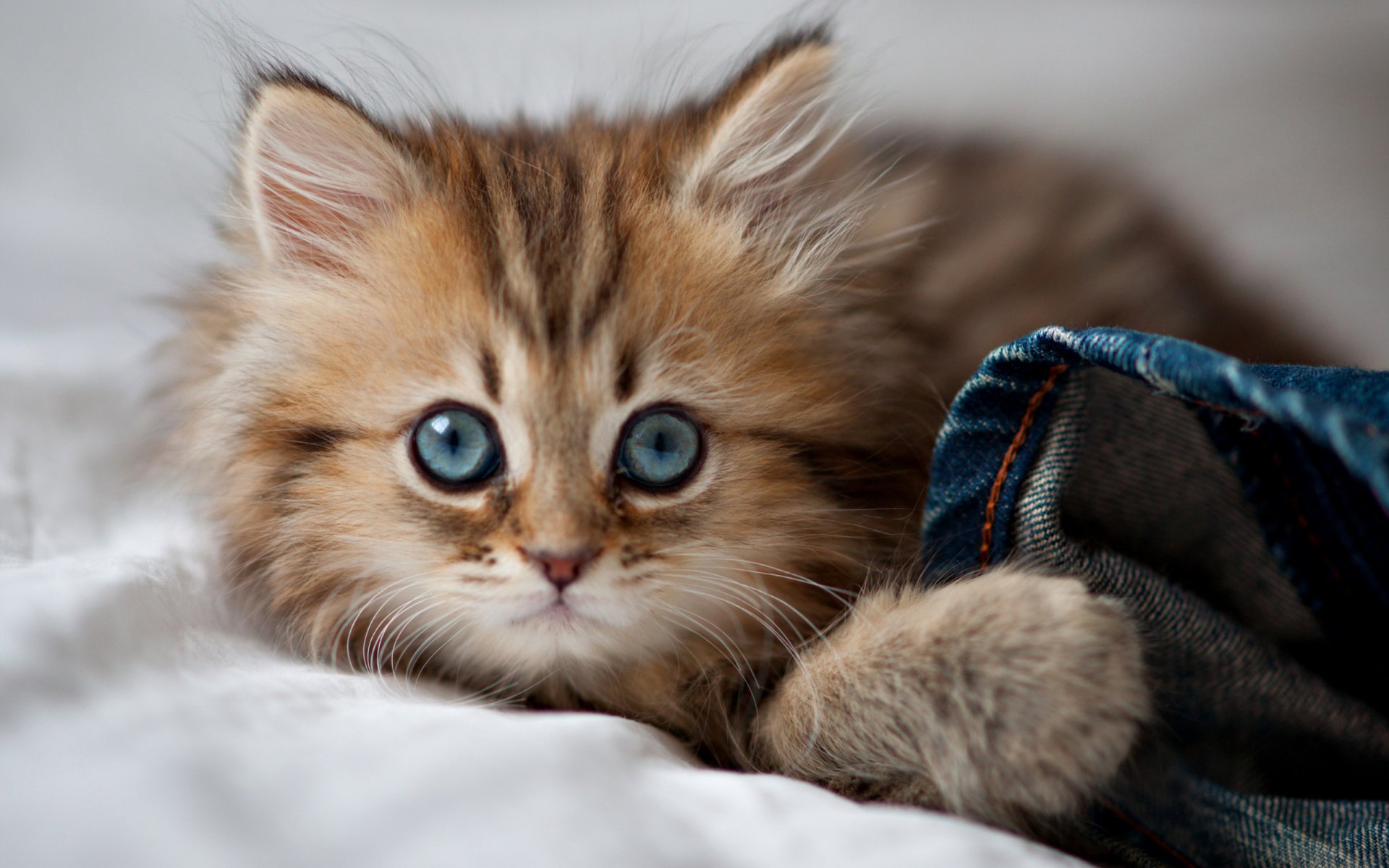 chat yeux chaton yeux bleus pattes chat