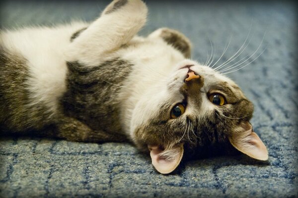 Un chat heureux se trouve sur le sol