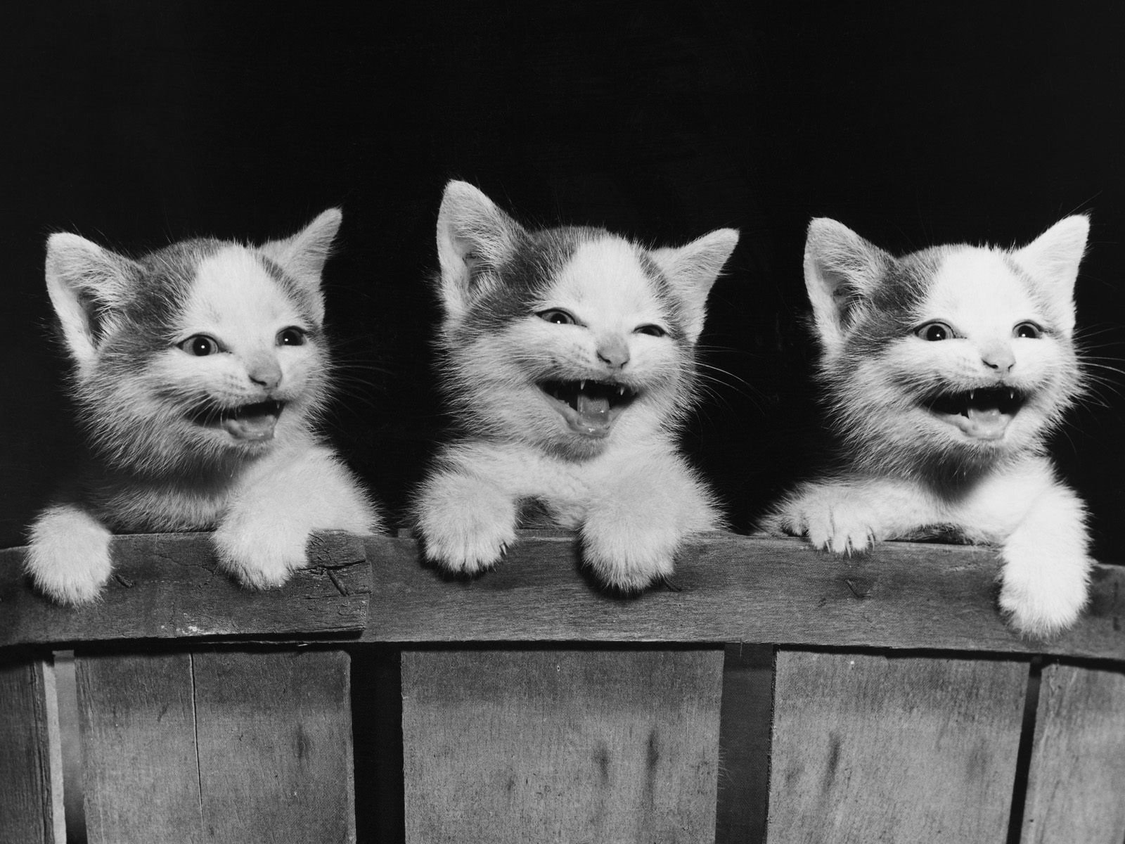 chatons chats planche