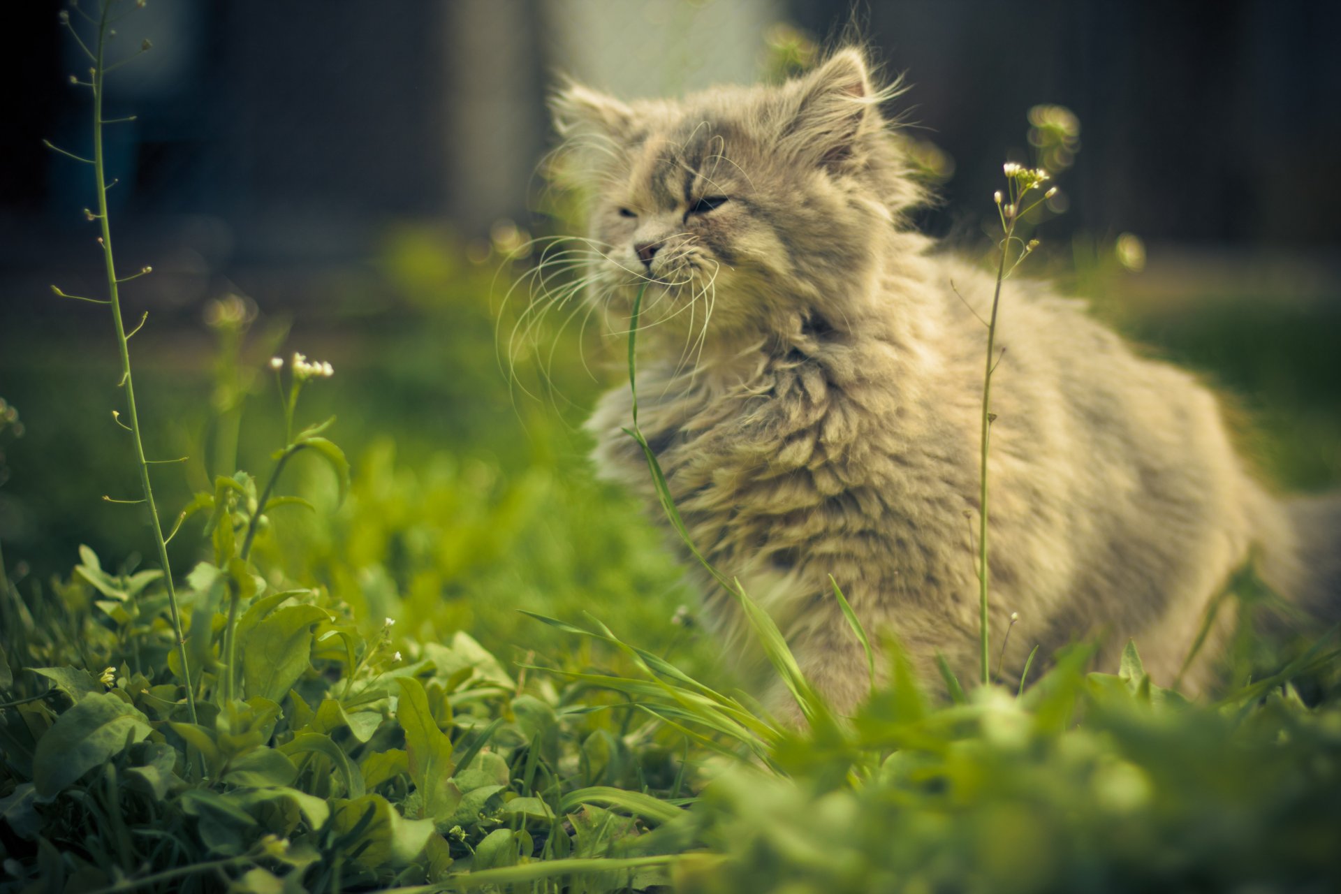 chat herbe été sérénité vista