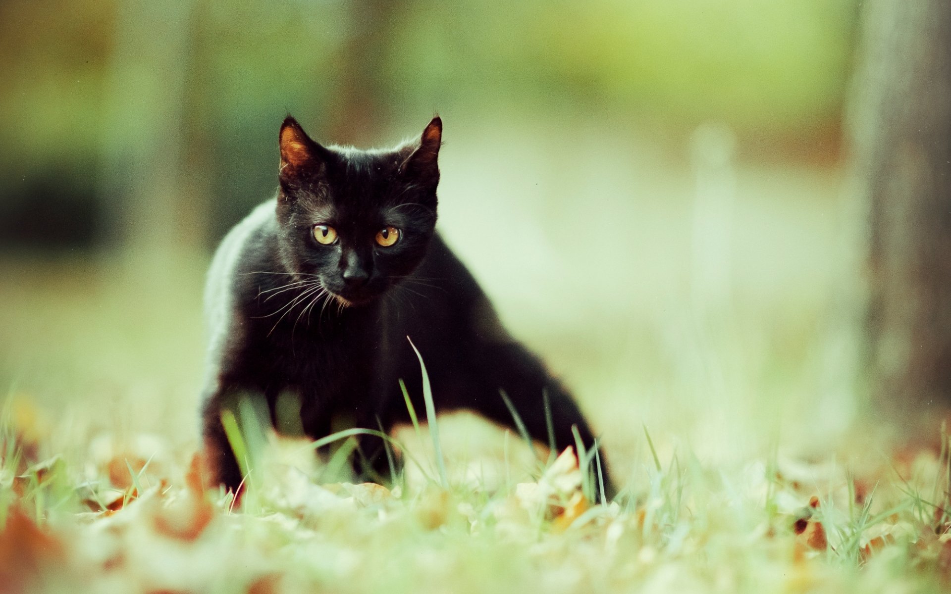 noir chat nature herbe