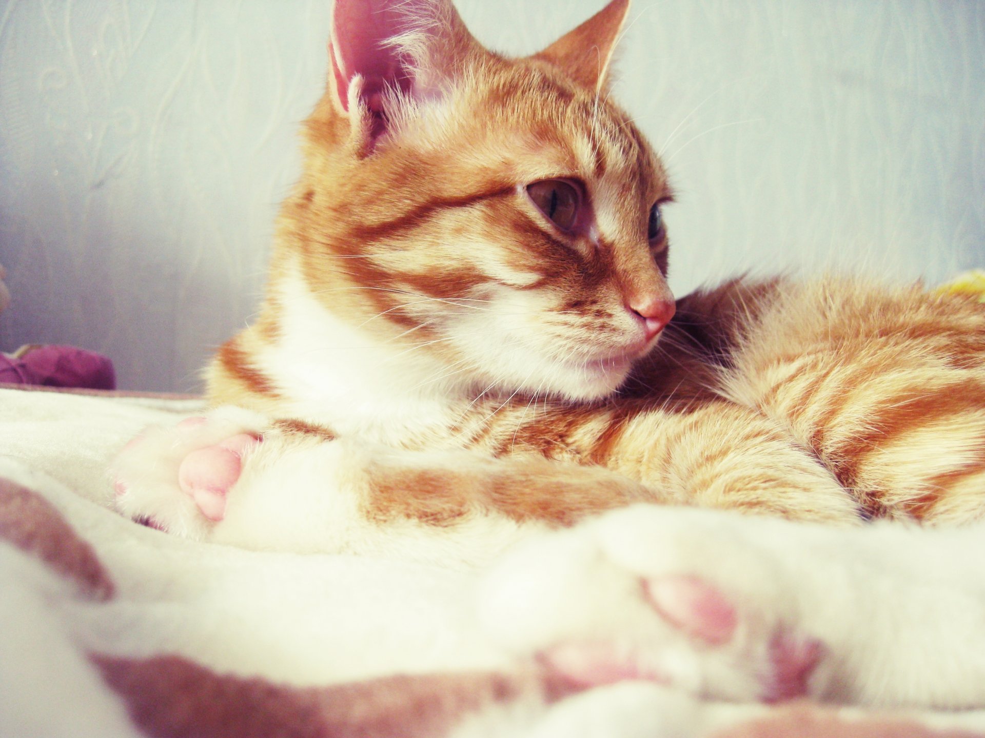 chat chat rousse couché