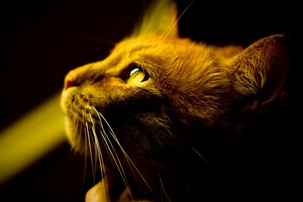 Chat moustachu Rousse regarde vers le haut