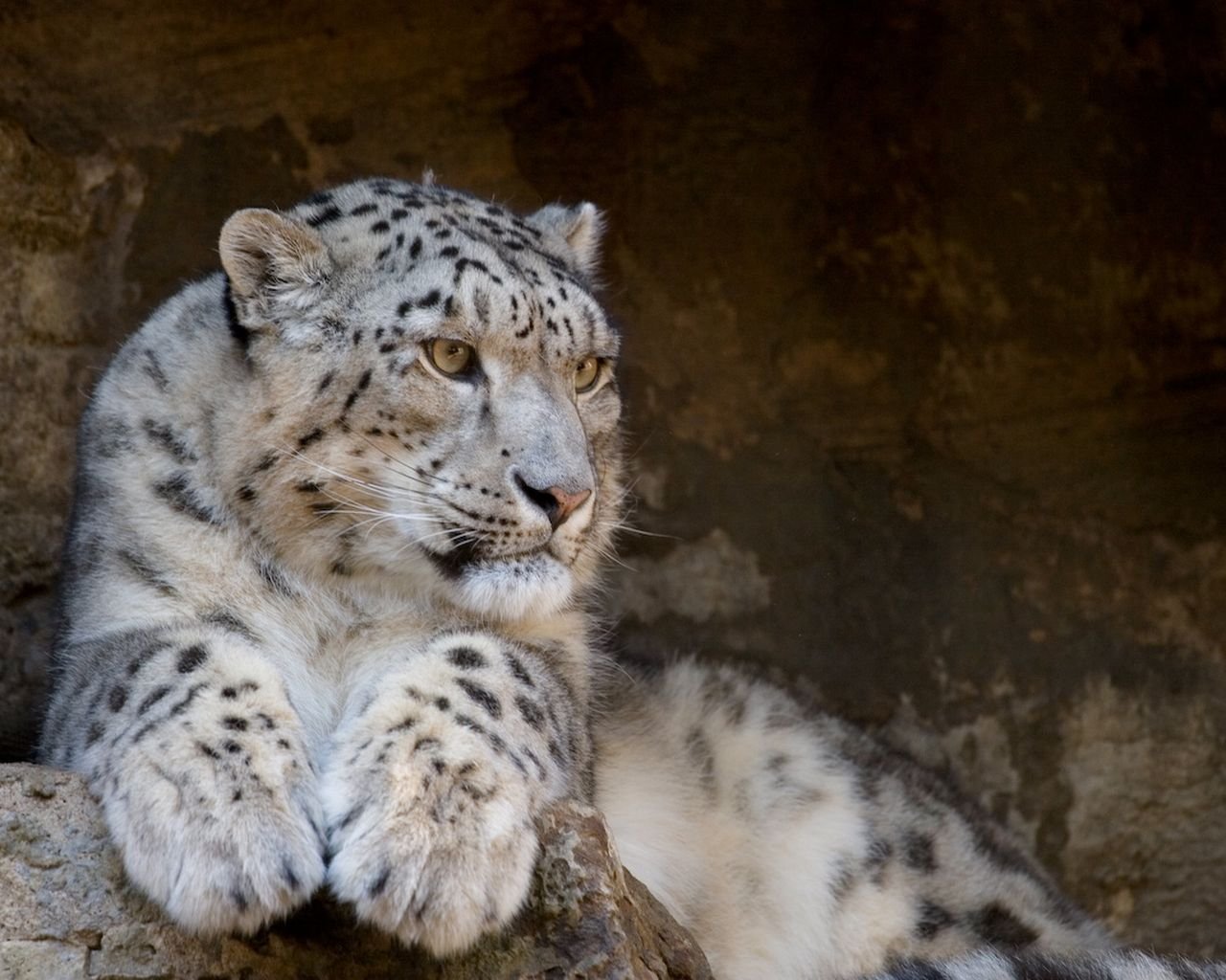 irbis léopard des neiges chats sauvages prédateur