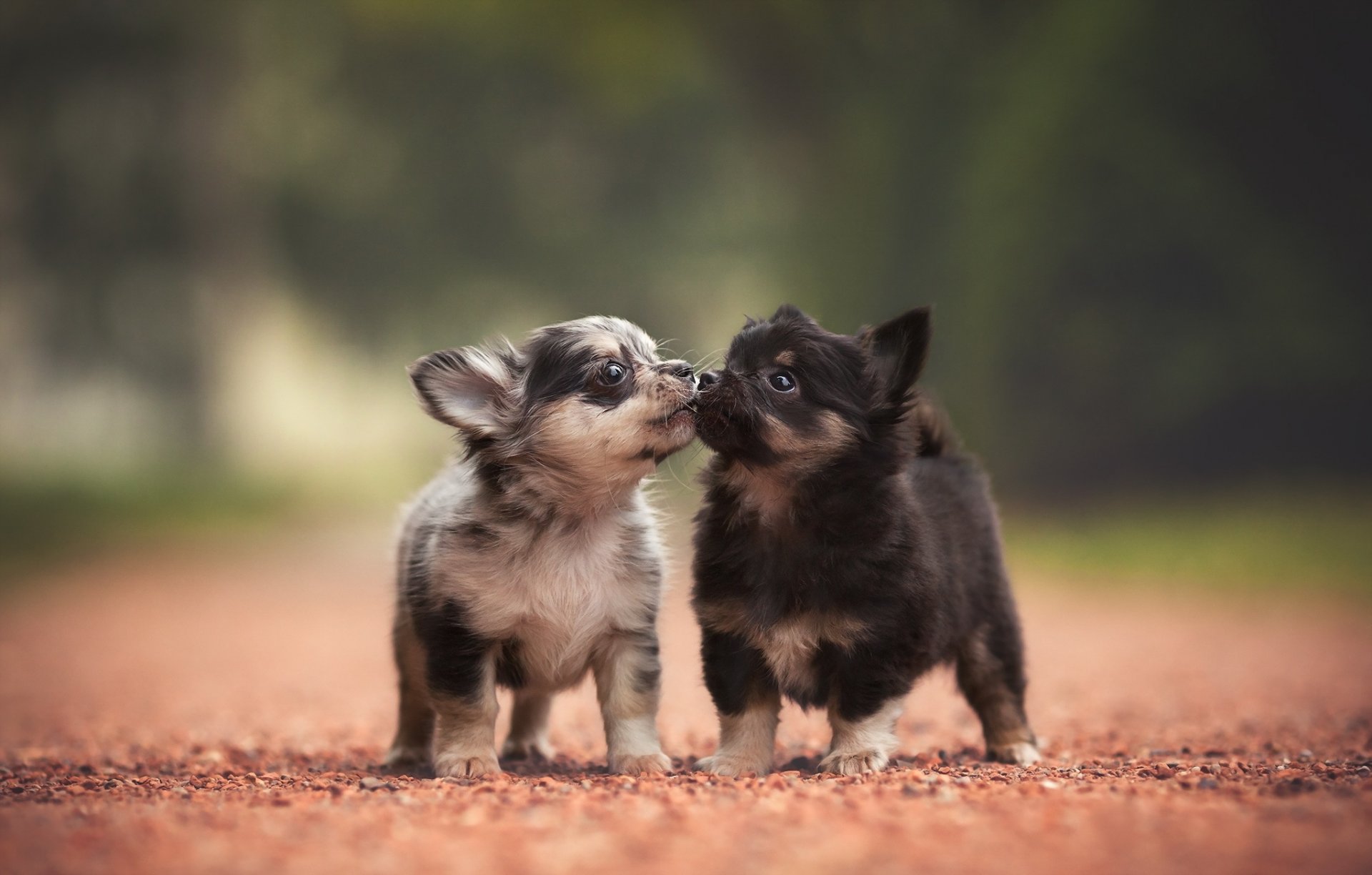 chiens chiots été