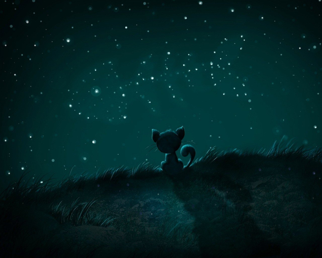 nuit chat poisson étoiles