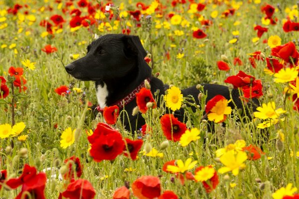 Chien dans la Prairie de pavot