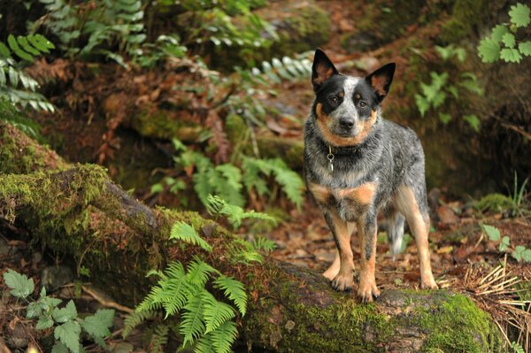 Un gardien dévoué. Chien dans la forêt