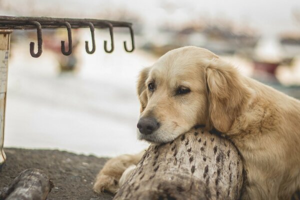 Le chien est triste par son maître