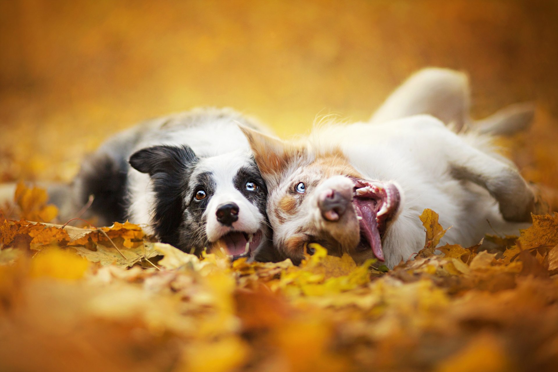 border collie chiens deux museau feuilles nature automne