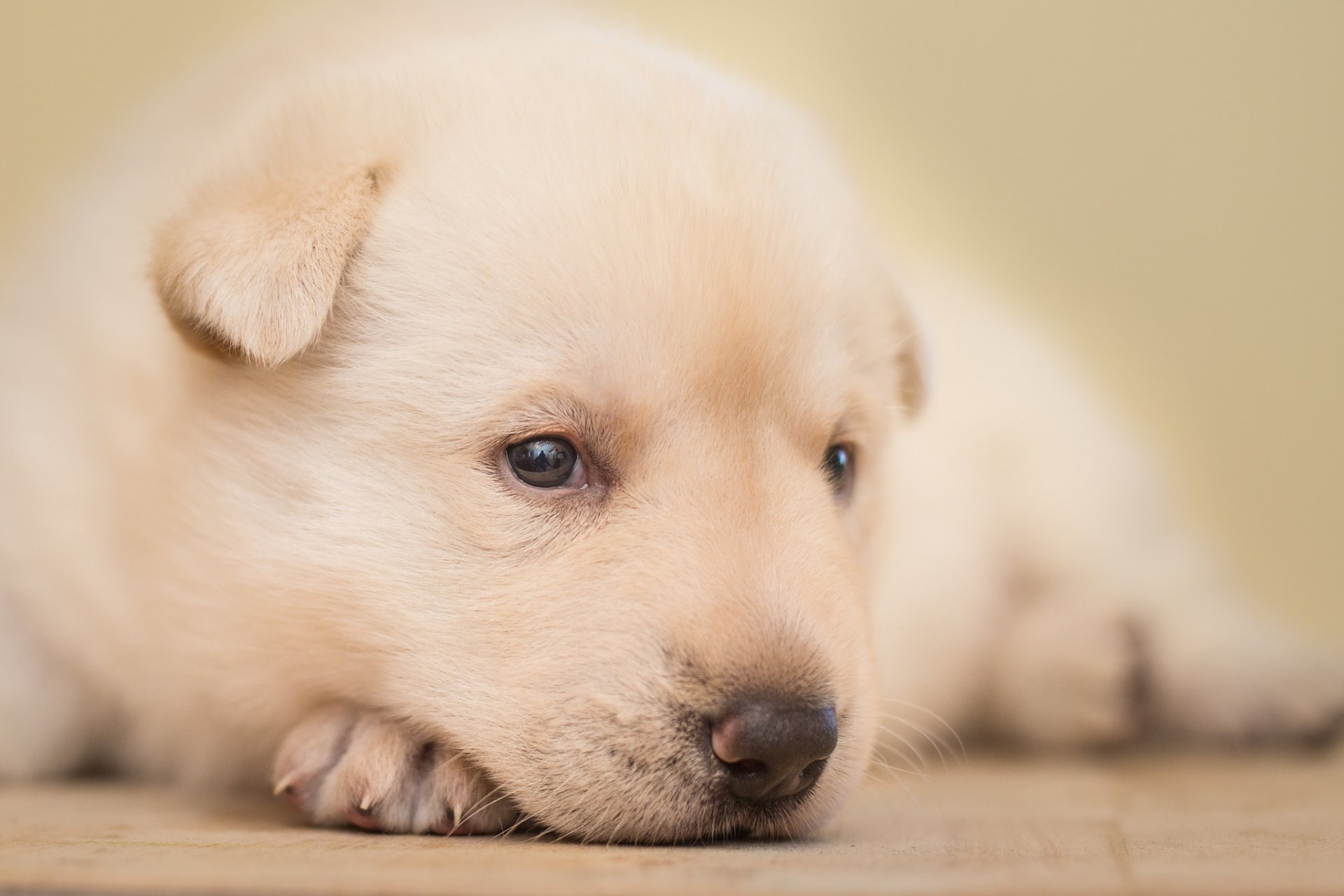 chien chiot gros plan