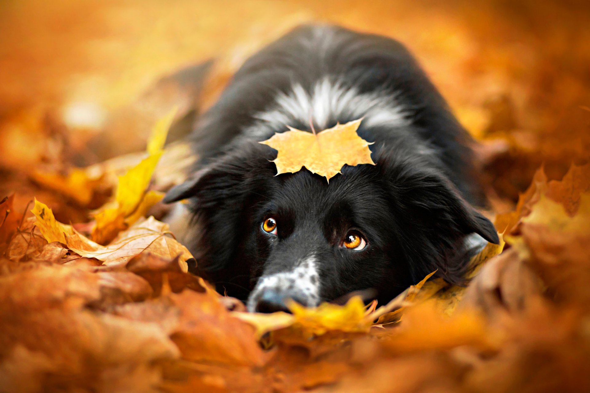 automne feuille chien