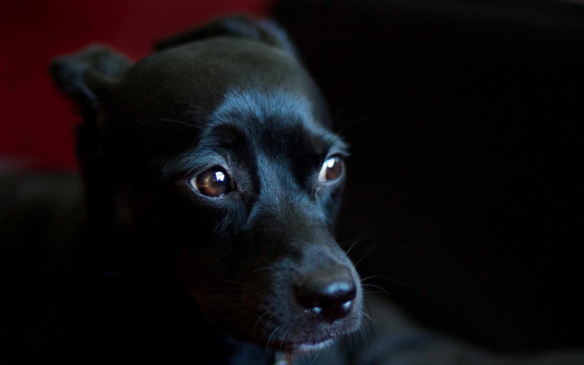 chien regard ami