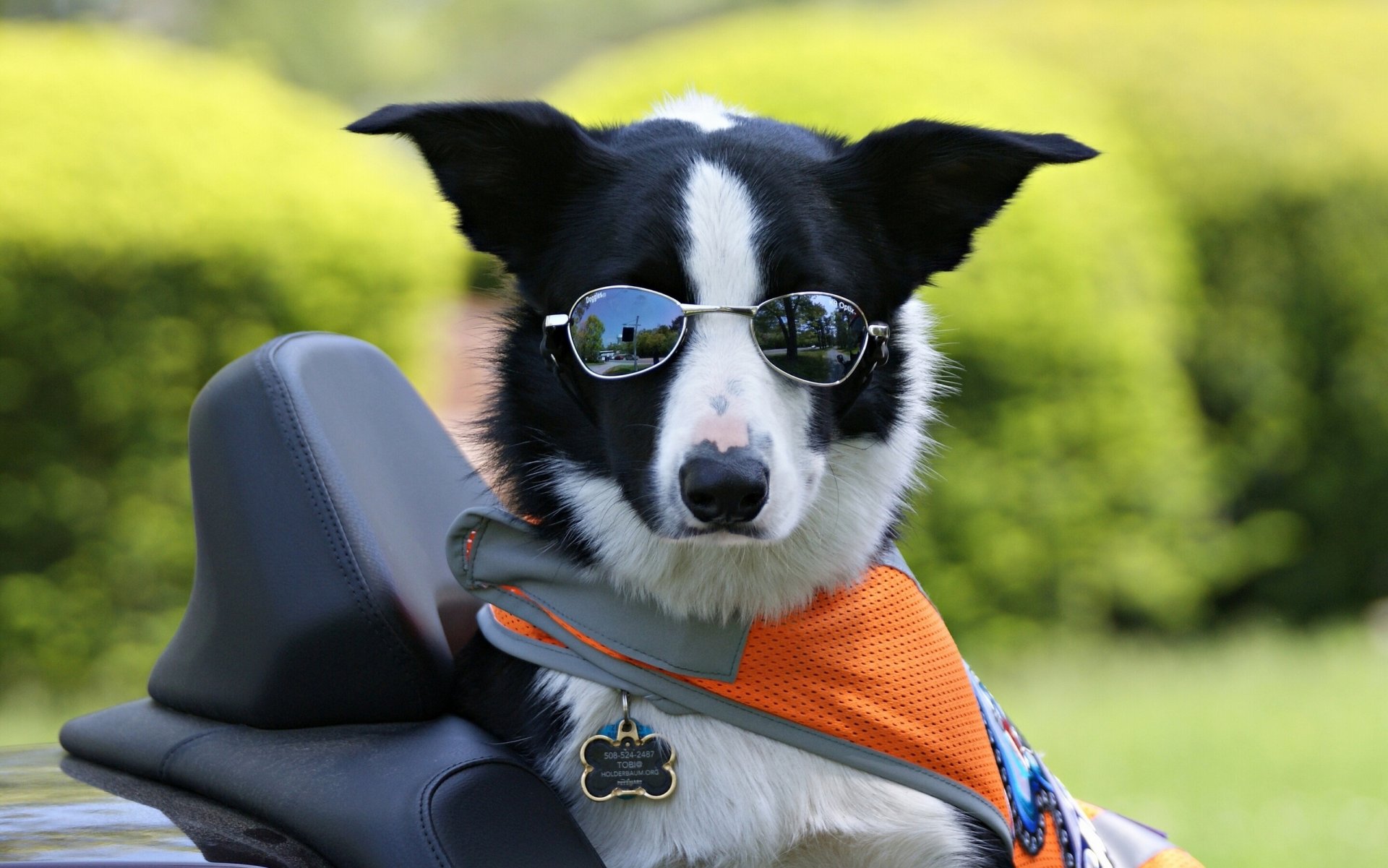 border collie lunettes